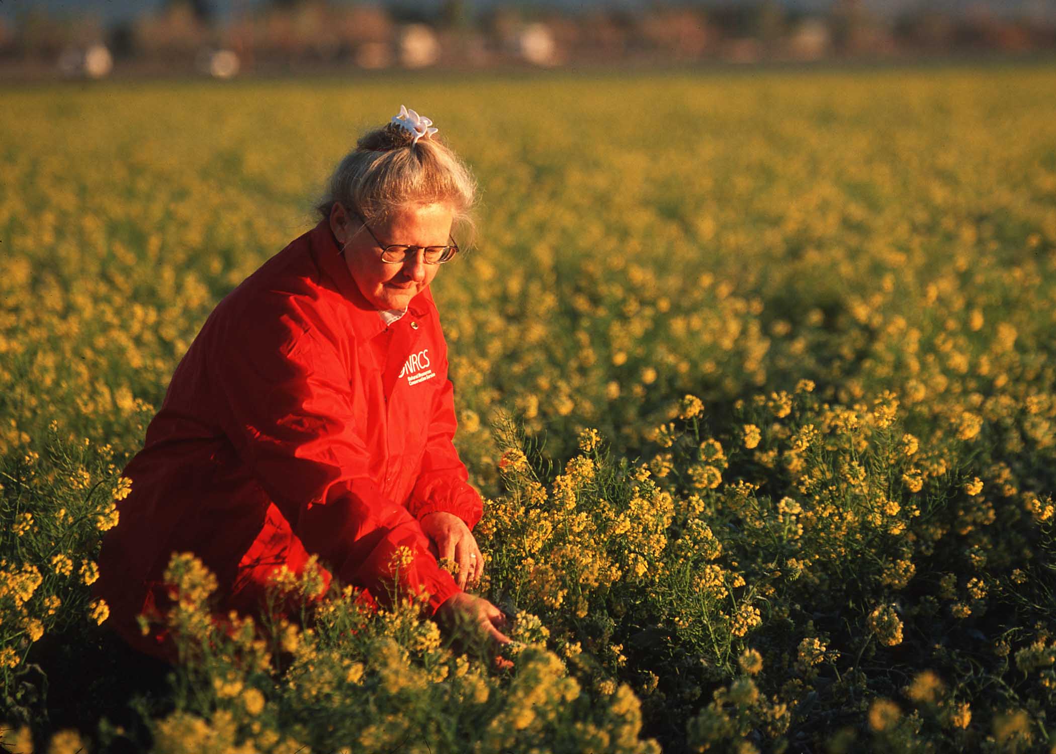 A woman in a field of flowers checking plant health.